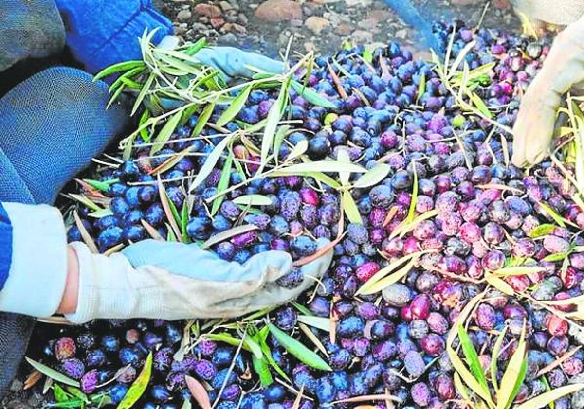 Imagen principal - From top: Olive harvest in the Axarquía, avocado plantations are common east of Malaga and the grape harvest 2023.
